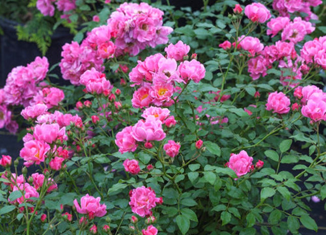 Oso Easy® Double Pink Rose (Rosa 'Oso Easy Double Pink') - 2 gallon