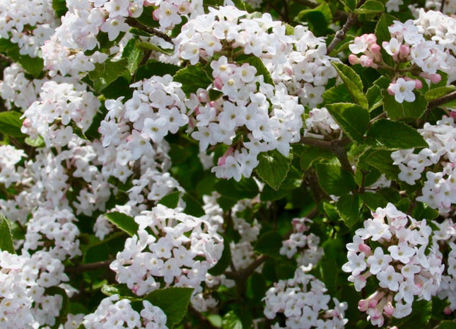 Sugar 'n Spice™ Korean Spice Bush (Viburnum carlesii 'Select Sugar N Spice') - 3 gallon 18"