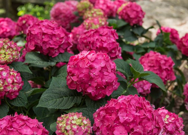 Summer Crush® Reblooming Hydrangea (Hydrangea macrophylla 'Summer Crush') - 2 gallon