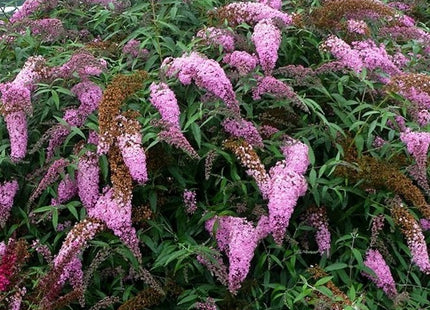 Pink Cascades Butterfly Bush (Buddleia 'Pink Cascades') - 3 gallon