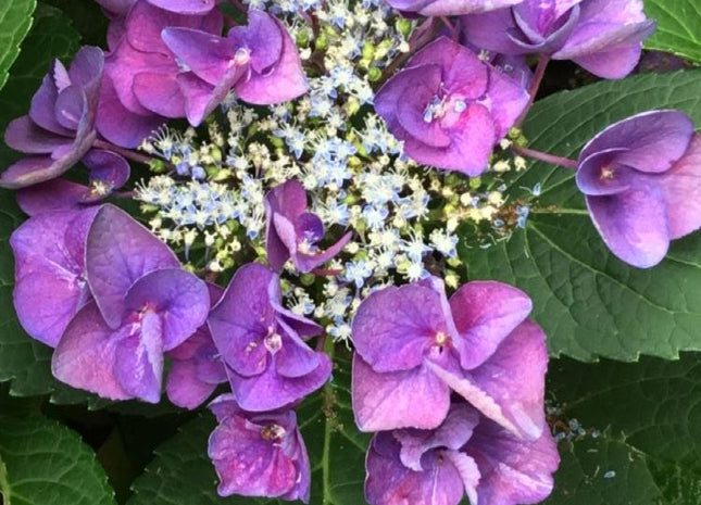Grape Explosion Hydrangea (Hydrangea macrophylla 'Grape Explosion') - 3 gallon