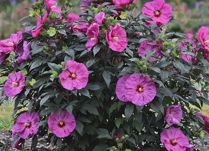 Summerific® 'Berry Awesome' Rose Mallow (Hibiscus x 'Summerific Berry Awesome') - 2 gallon