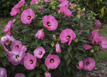 Summerific® 'Candy Crush' Rose Mallow (Hibiscus x 'Summerific Candy Crush') - 2 gallon