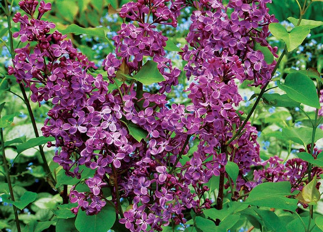 Pocahontas Lilac (Syringa x hyacin. 'Pocahontas') - 3 gallon 24"