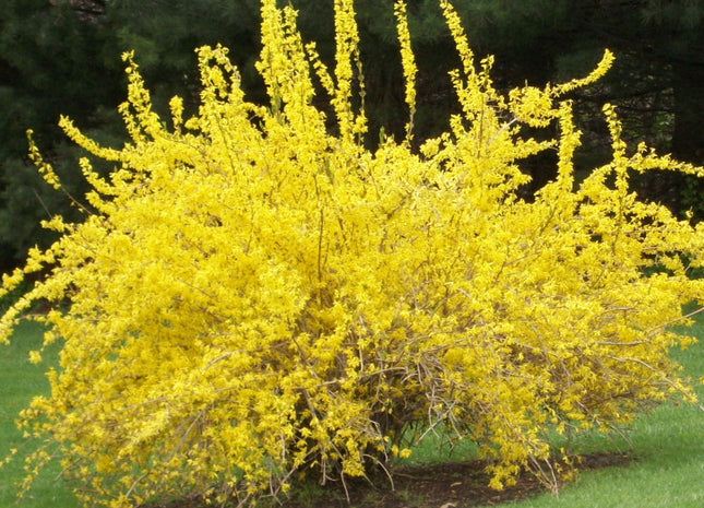 Spring Glory Forsythia (Forsythia x intermedia 'Spring Glory') - 3 gallon 24-30"