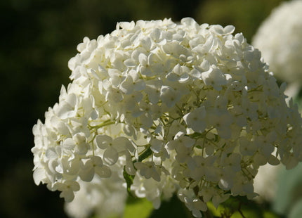 Annabelle Smooth Hydrangea (Hydrangea arborescens 'Annabelle') - 3 gallon