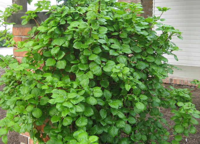 Climbing Hydrangea (Hydrangea arborescens 'Petiolaris') - 3 gallon 30" TRELLIS
