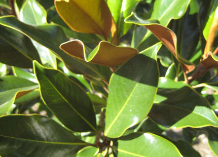 Edith Bogue Southern Magnolia (Magnolia grandiflora 'Edith Bogue') - 3 gallon 24"