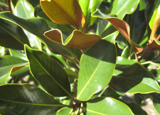 Edith Bogue Southern Magnolia (Magnolia grandiflora 'Edith Bogue') - 3 gallon 24"