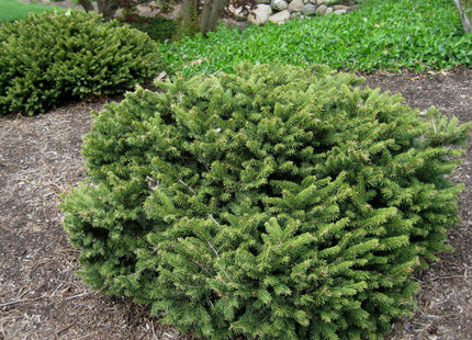 Dwarf Norway Spruce (Picea abies 'Pumila') - 3 gallon 12"