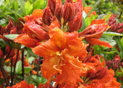 Gibraltar Azalea (Azalea 'Exbury Gibraltar') - 3 gallon 15"