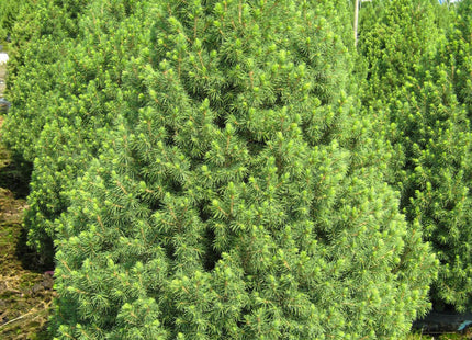 Dwarf Alberta Spruce (Picea glauca 'Conica') - 3 gallon 24"