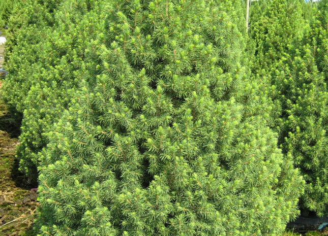 Dwarf Alberta Spruce (Picea glauca 'Conica') - 3 gallon 24"