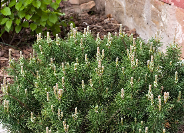 Enci Mugo Pine (Pinus mugo 'Enci') - 1 gallon 12"