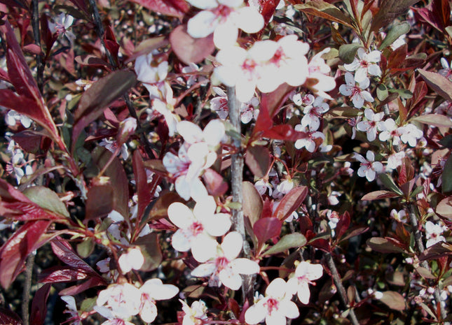Purpleleaf Sand Cherry (Prunus x cistena) - 3 gallon 18"