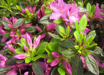 Herbert Azalea (Azalea x 'Herbert') - 3 gallon 15"