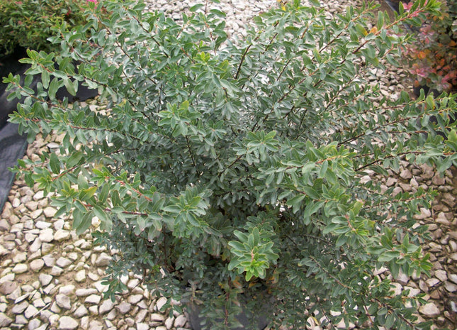 Snowmound Spiraea (Spiraea nipponica 'Snowmound') - 3 gallon 15"