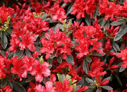 Hot Shot Azalea (Azalea x 'Girard Hot Shot') - 3 gallon 15"