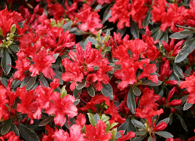 Hot Shot Azalea (Azalea x 'Girard Hot Shot') - 3 gallon 15"