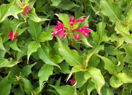 Red Prince Weigela (Weigela florida 'Red Prince') - 3 gallon 15"