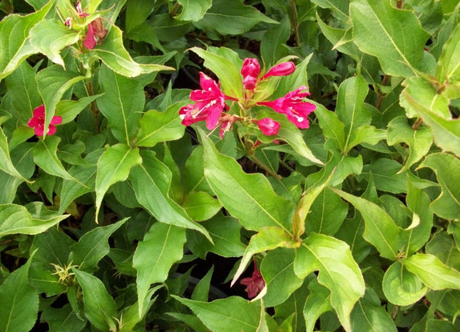 Red Prince Weigela (Weigela florida 'Red Prince') - 3 gallon 15"