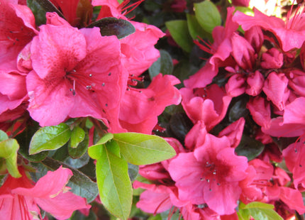 Renee Michelle Azalea (Azalea x 'Renee Michelle') - 3 gallon 12"