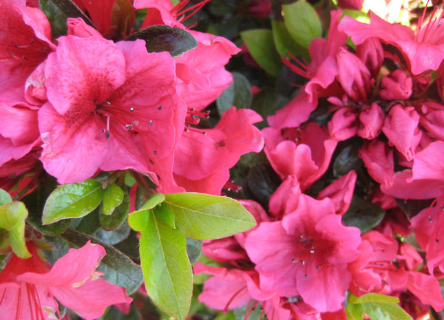 Renee Michelle Azalea (Azalea x 'Renee Michelle') - 3 gallon 12"