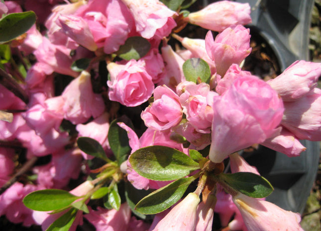 Rosebud Azalea (Azalea x 'Rosebud') - 3 gallon 12"