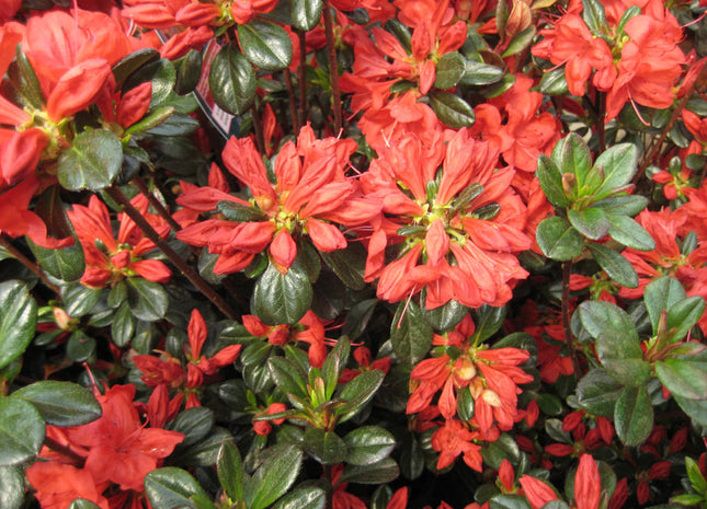 Stewartstonian Azalea (Azalea x 'Stewartstonian') - 3 gallon 15"