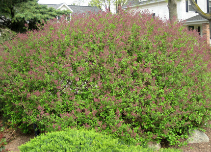 Dwarf Korean Lilac (Syringa meyeri 'Palibin') - 3 gallon 12"