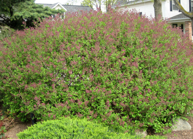 Dwarf Korean Lilac (Syringa meyeri 'Palibin') - 3 gallon 12"