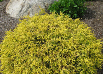 Gold Mop Cypress (Chamaecyparis pisifera 'Mops') - 3 gallon 15"