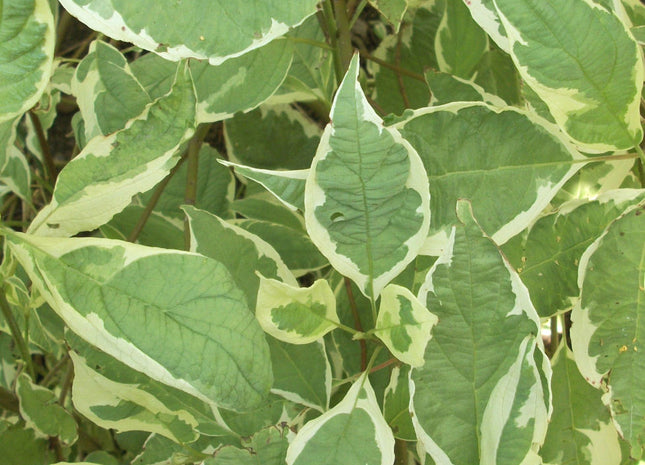 Ivory Halo® Dogwood (Cornus alba 'Bailhalo') - 3 gallon 18"