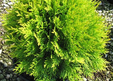 Golden Globe Arborvitae (Thuja occidentalis 'Globosa Aurea') - 3 gallon 12"