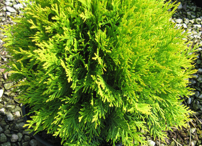 Golden Globe Arborvitae (Thuja occidentalis 'Globosa Aurea') - 3 gallon 12"