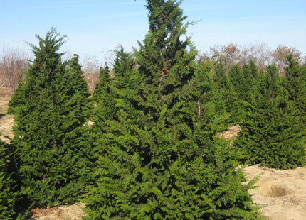 Fernspray False Cypress (Chamaecyparis obtusa 'Filicoides') - 3 gallon 30"