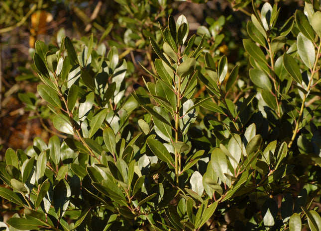 Densa Inkberry Holly (Ilex glabra 'Densa') - 3 gallon 15"