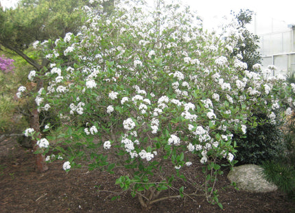 Mohawk Viburnum (Viburnum x burkwoodii 'Mohawk') - 3 gallon 15"