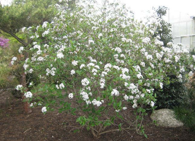 Mohawk Viburnum (Viburnum x burkwoodii 'Mohawk') - 3 gallon 15"