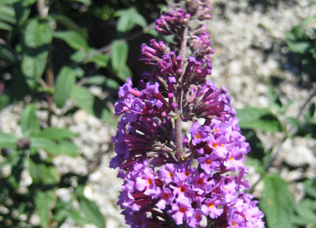 Butterfly Magic™ Butterfly Bush (Buddleia davidii 'Butterfly Magic') - 3 gallon 3/PER POT