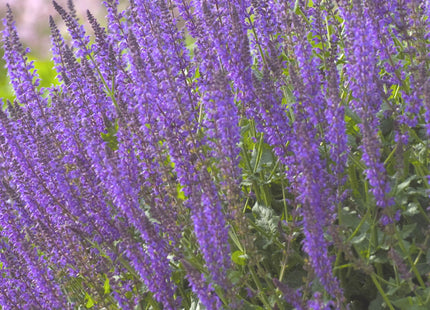 May Night Wood sage (Salvia nemorosa 'May Night') - 1 gallon