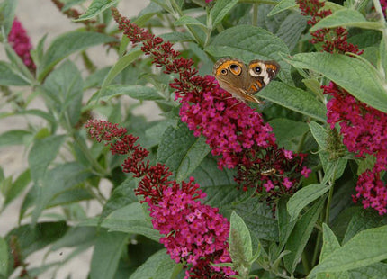 'Miss Molly' Butterfly Bush (Buddleia x 'Miss Molly') - 3 gallon