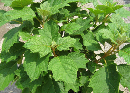 Alice Oak Leaf Hydrangea (Hydrangea quercifolia 'Alice') - 3 gallon 12"