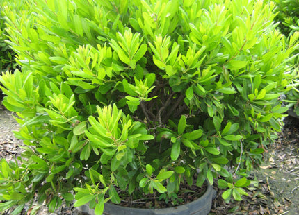 Northern Bayberry (Myrica pennsylvanica) - 3 gallon 18"