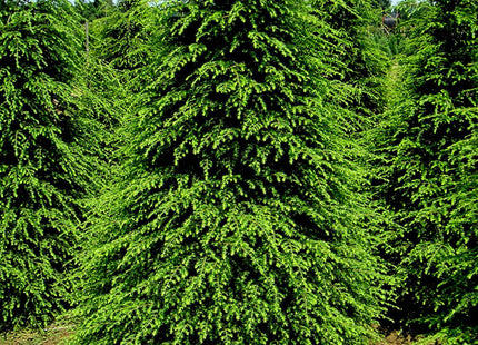 Canadian Hemlock (Tsuga canadensis) - 3 gallon