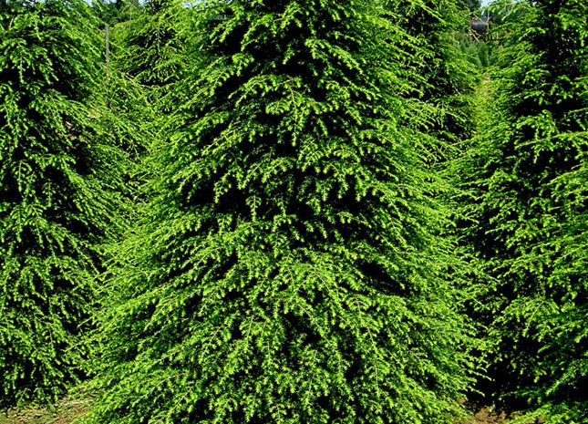 Canadian Hemlock (Tsuga canadensis) - 3 gallon