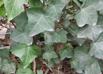 English Ivy (Hedera helix 'Hibernica') - 1 gallon