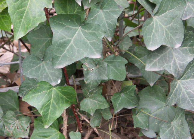English Ivy (Hedera helix 'Hibernica') - 1 gallon