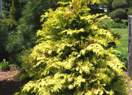 Crippsii Golden False Cypress (Chamaecyparis obtusa 'Crippsii') - 3 gallon 15"