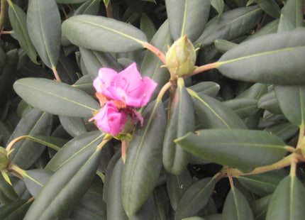 Roseum Elegans Rhododendron (Rhododendron roseum 'Roseum Elegans') - 3 gallon 15"